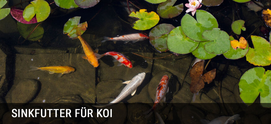 Warum die Fütterung von Koi-Sinkfutter auch im Sommer sinnvoll ist - Koi-Sinkfutter im Sommer